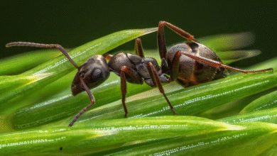 The Unspoken Seasons of Newcastle: Told by Its Pests