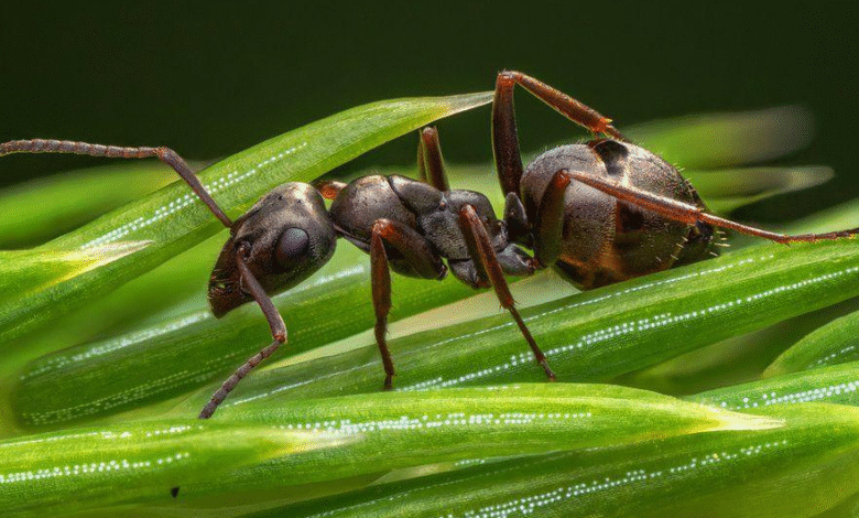 The Unspoken Seasons of Newcastle: Told by Its Pests